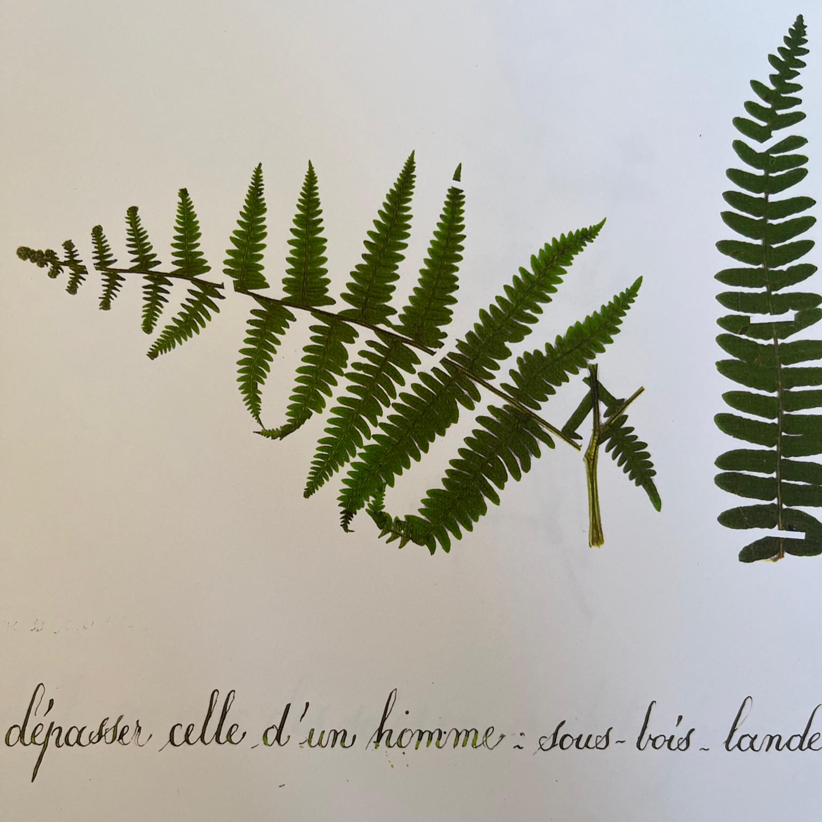 page-herbier-ateliers-epinette.jpg