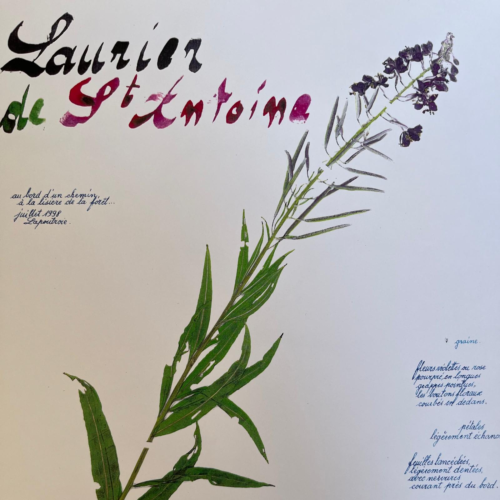 page-herbier-saint-ateliers-epinette.jpg