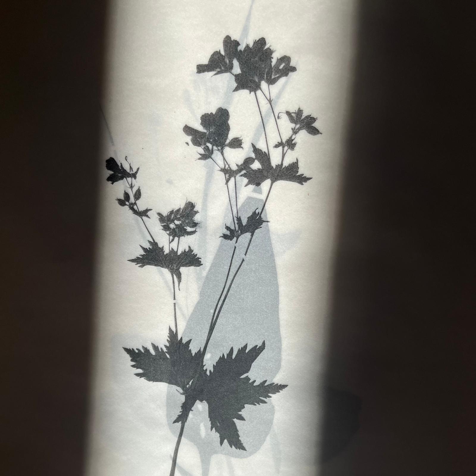 pages-herbier-ateliers-epinette.jpg