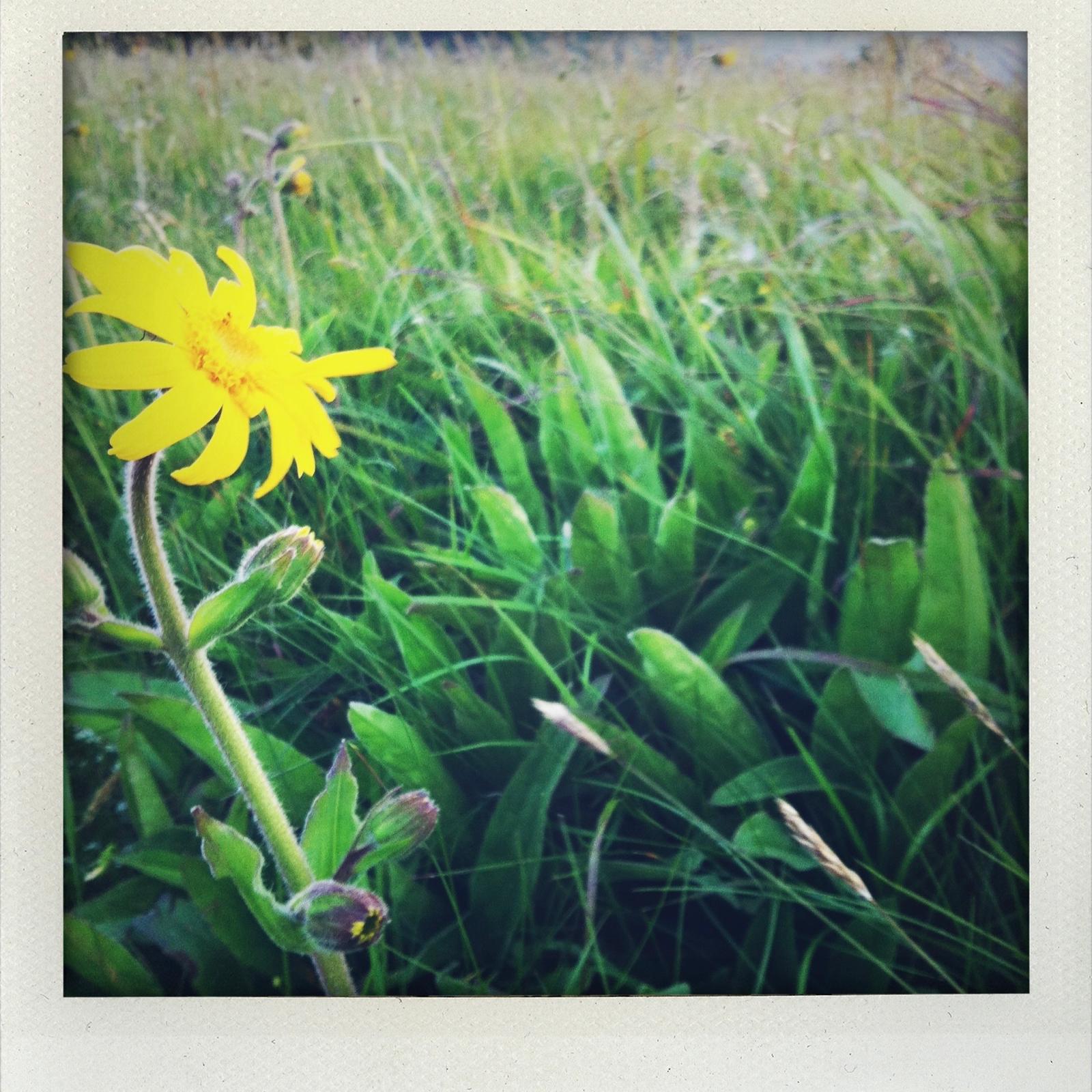 polaroid_activite_texte_image_allevard