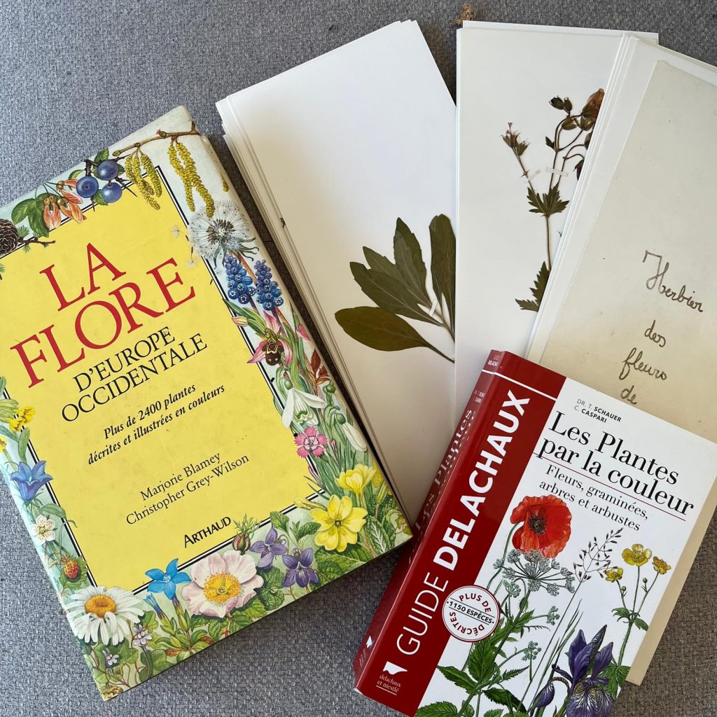 Ateliers herbier et activité botanique