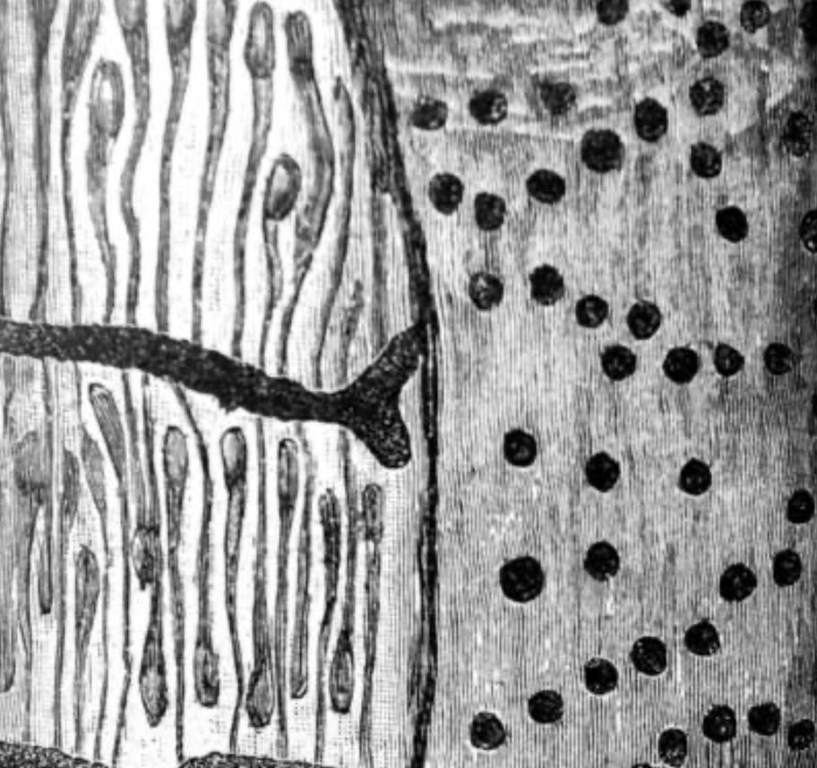 activite_empreintes_traces_ateliers_epinette_allevard_gresivaudan