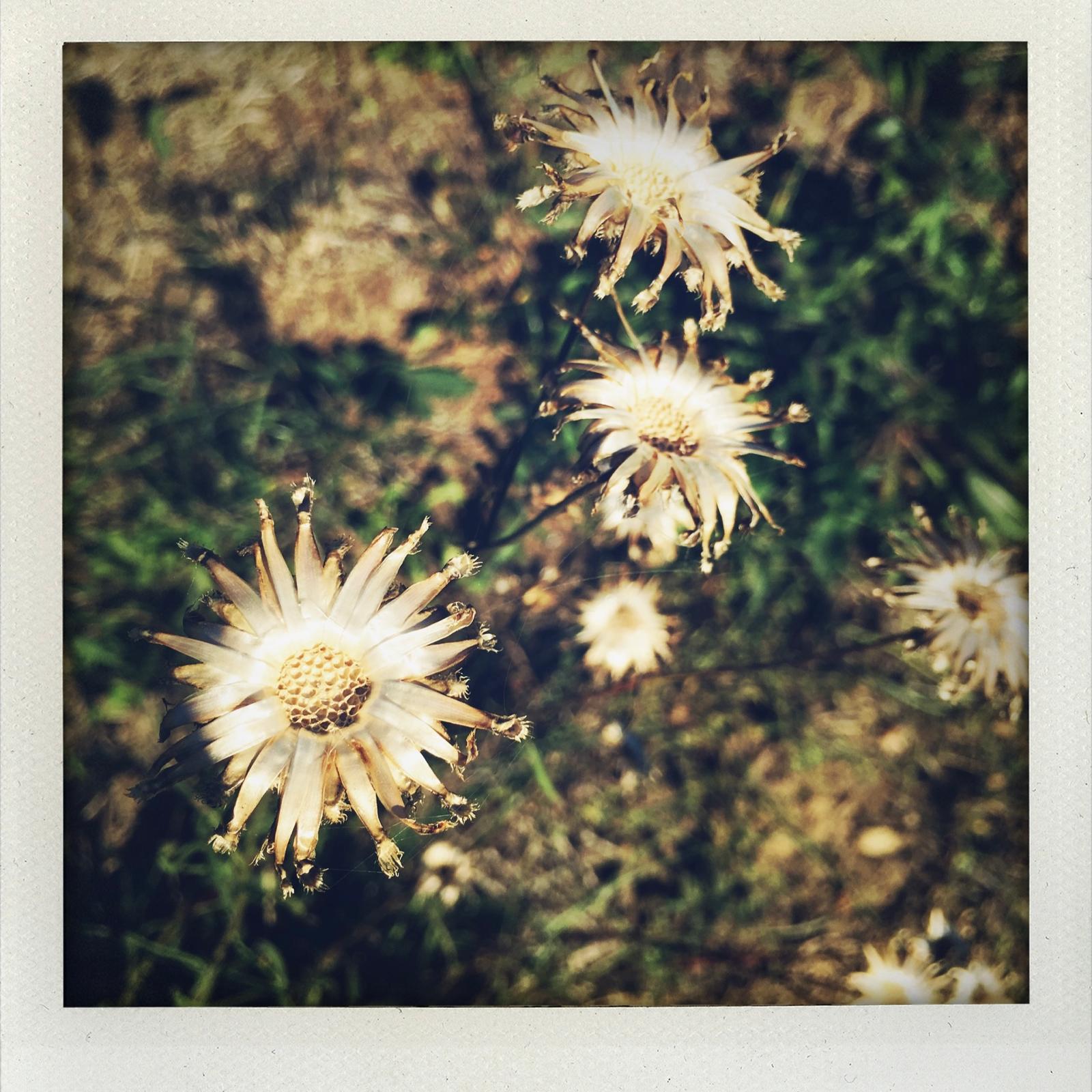 activite_polaroid_ateliers_epinette