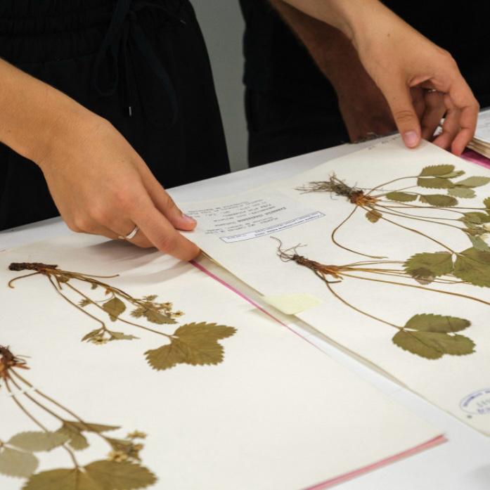 activite_herbier_ateliers_epinette_allevard_isere